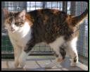 tricolor, weiblich, ca. 3 Jahre, ben�tigt Freigang keine Wohnungshaltung