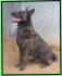 8-10 Jahre alter American Staffordshire (nicht reinrassig), sehr aktiv, gutm�tig, Beachte Kategorie "Gef�hrliche Hunde"