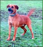 8 -10 Jahre alter American Staffordshire (nicht reinrassig), sehr aktiv, gutm�tig, Beachte Kategorie "Gef�hrliche Hunde"