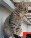 ...Terrier-Mix-H�ndin, ca. 3 Jahre alt, besonders f�r Grundst�ckshaltung geeignet